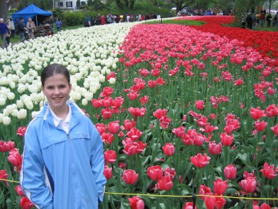 Tulip Display