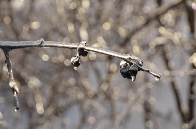 Ice berries Heather Telford