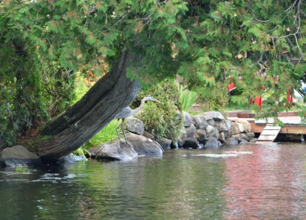 Waiting for the heron Heather Telford