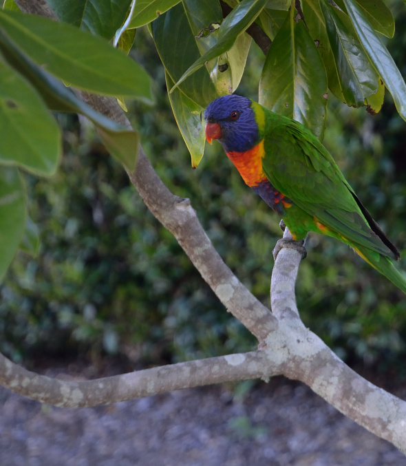 rainbow-lorikeet