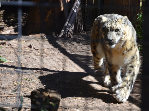 dsc_3324snowleopardsc