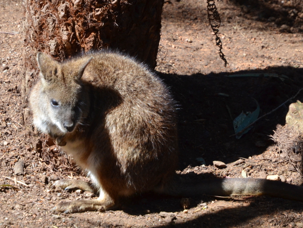 dsc_3357wallabysc