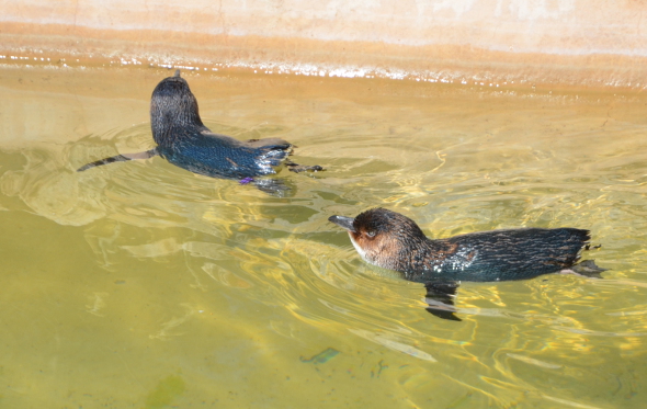dsc_3367fairypenguinssc
