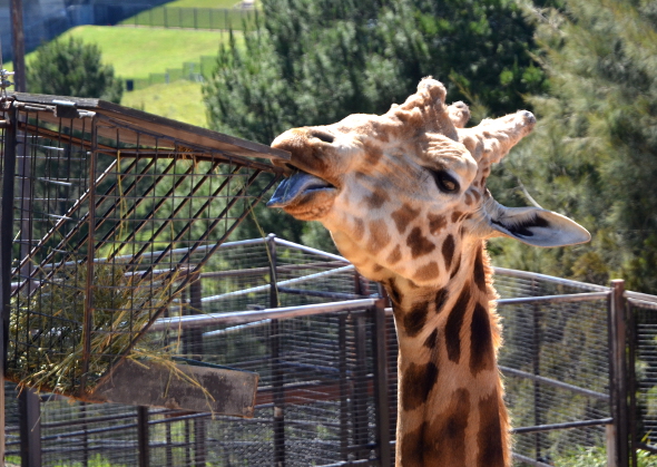 dsc_3433giraffesc